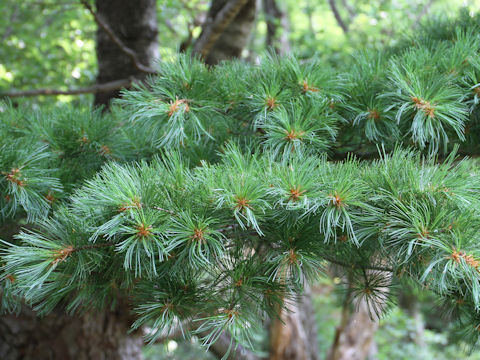 Pinus parviflora