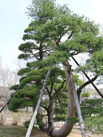 Pinus parviflora