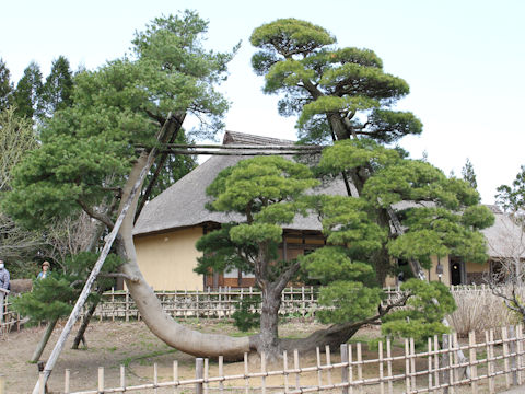 Pinus parviflora