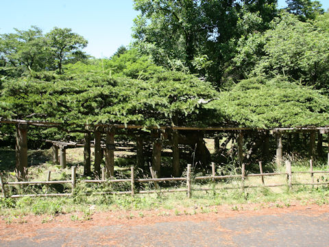 Pinus parviflora