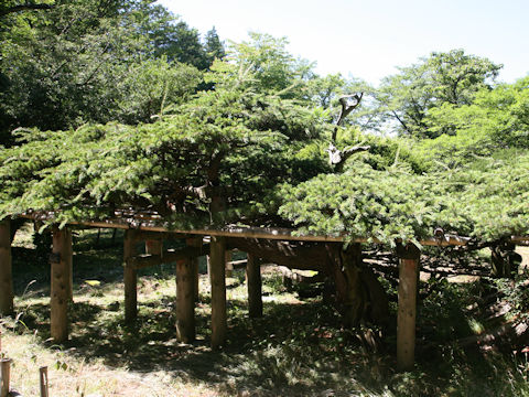 Pinus parviflora