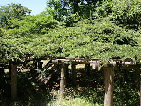 Pinus parviflora