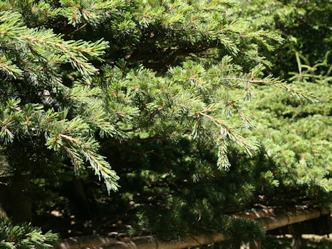 Pinus parviflora