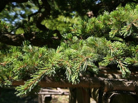 Pinus parviflora