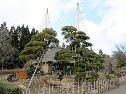 Pinus parviflora