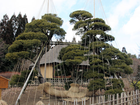 Pinus parviflora