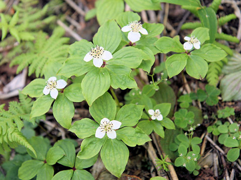 Chamaepericlymenum canadense