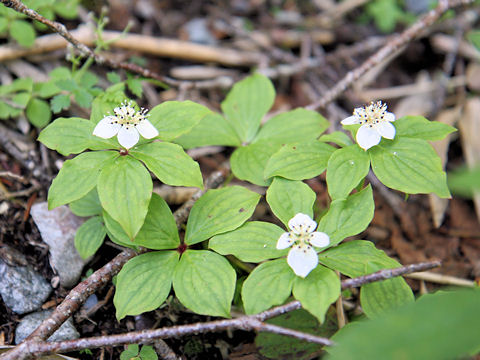 Chamaepericlymenum canadense