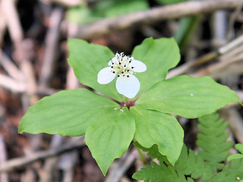 Chamaepericlymenum canadense