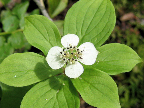 Chamaepericlymenum canadense