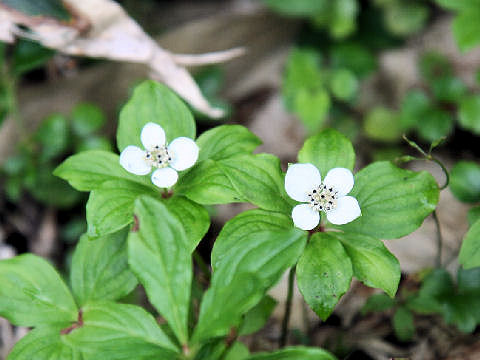 Chamaepericlymenum canadense