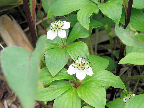 Chamaepericlymenum canadense