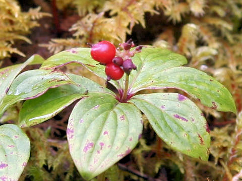 Chamaepericlymenum canadense