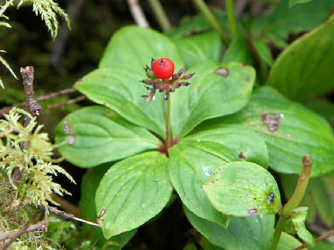 Chamaepericlymenum canadense