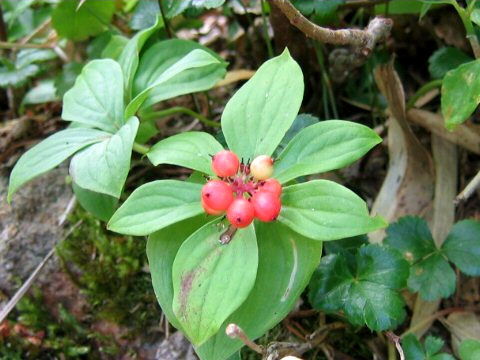 Chamaepericlymenum canadense