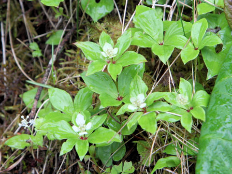 Chamaepericlymenum canadense