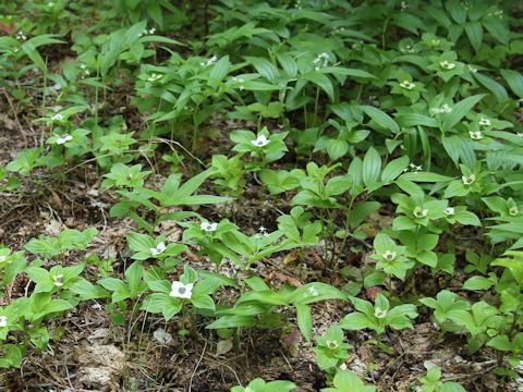 Chamaepericlymenum canadense