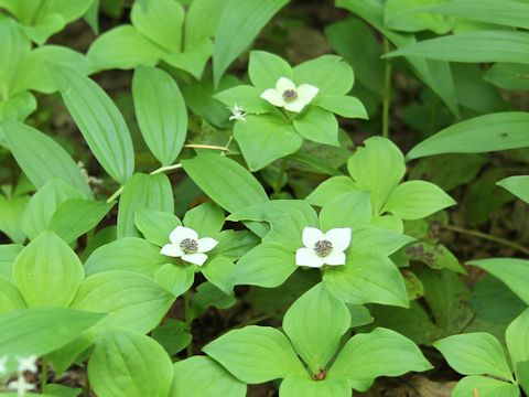 Chamaepericlymenum canadense