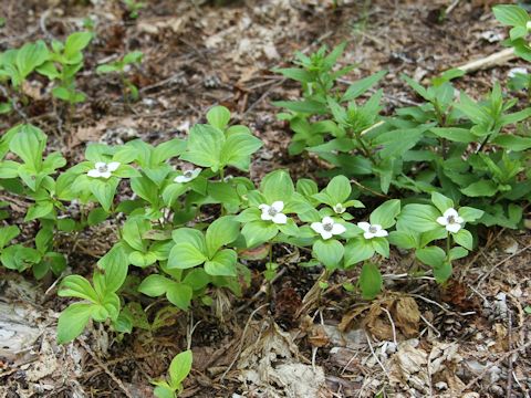 Chamaepericlymenum canadense