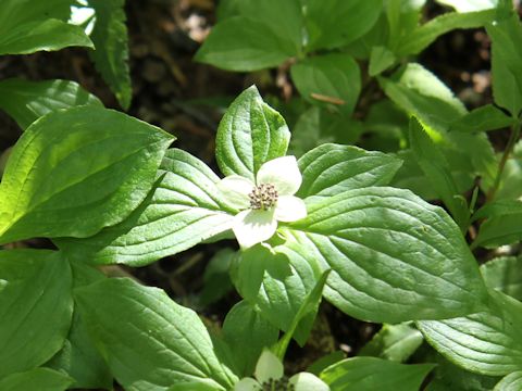 Chamaepericlymenum canadense