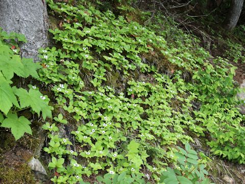 Chamaepericlymenum canadense