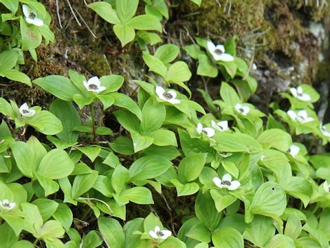 Chamaepericlymenum canadense