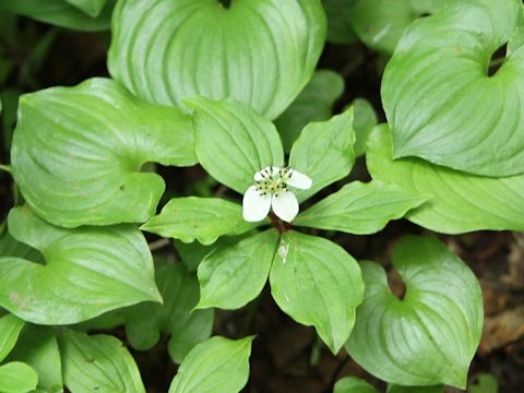 Chamaepericlymenum canadense