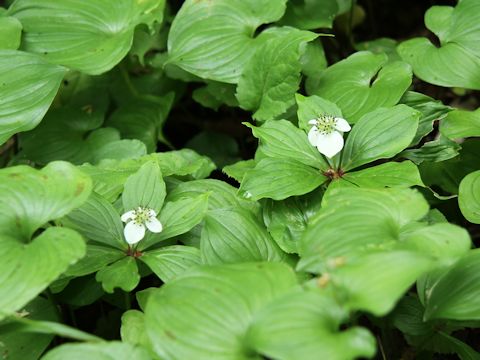 Chamaepericlymenum canadense