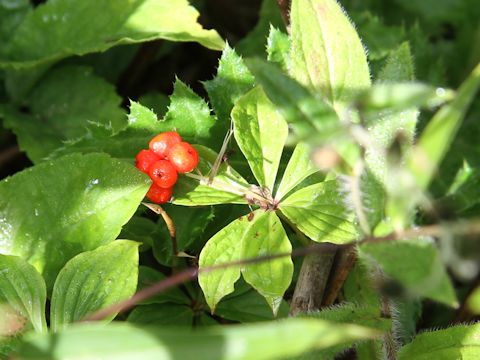 Chamaepericlymenum canadense