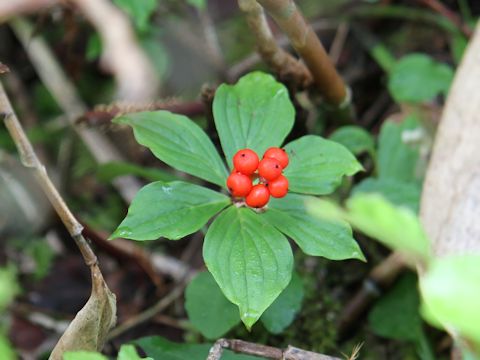 Chamaepericlymenum canadense