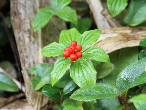 Chamaepericlymenum canadense