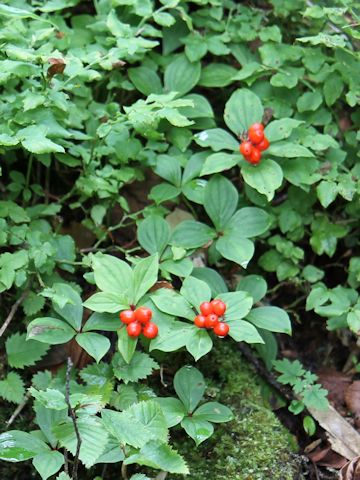 Chamaepericlymenum canadense