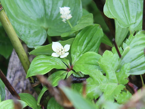 Chamaepericlymenum canadense