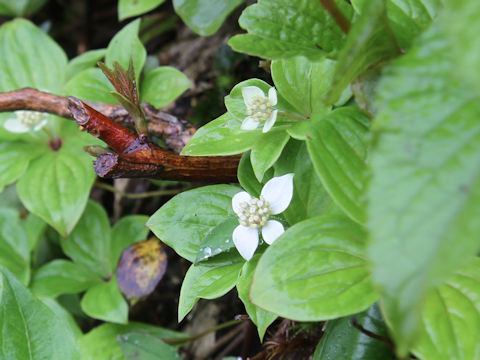 Chamaepericlymenum canadense