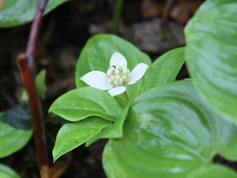 Chamaepericlymenum canadense