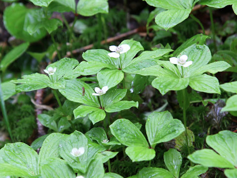 Chamaepericlymenum canadense