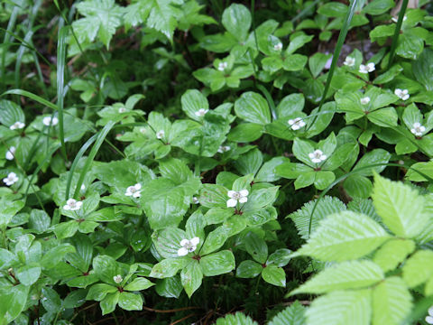 Chamaepericlymenum canadense