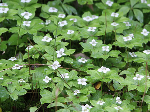 Chamaepericlymenum canadense