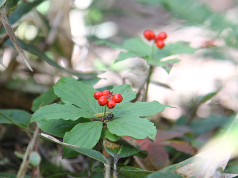 Chamaepericlymenum canadense