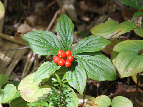 Chamaepericlymenum canadense