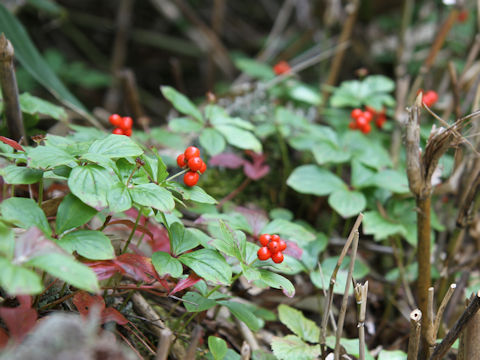 Chamaepericlymenum canadense