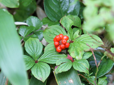 Chamaepericlymenum canadense