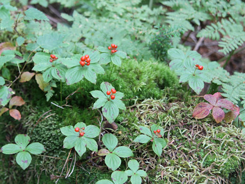 Chamaepericlymenum canadense