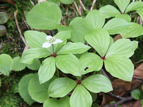 Chamaepericlymenum canadense