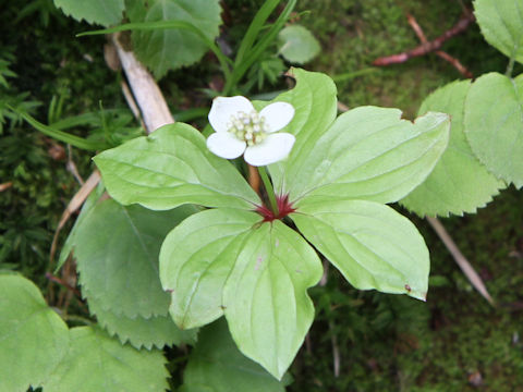 Chamaepericlymenum canadense