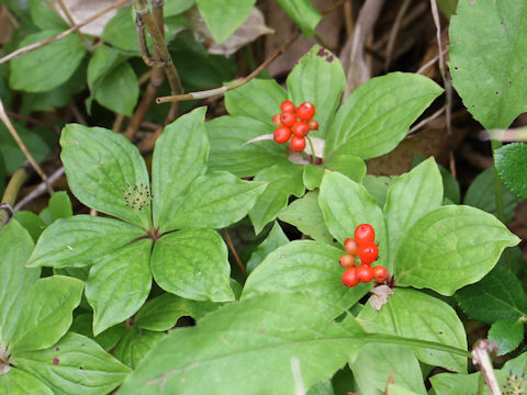 Chamaepericlymenum canadense