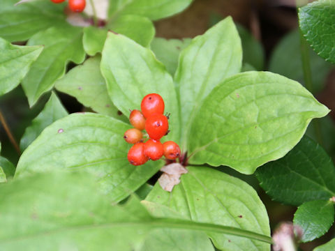 Chamaepericlymenum canadense