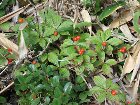 Chamaepericlymenum canadense