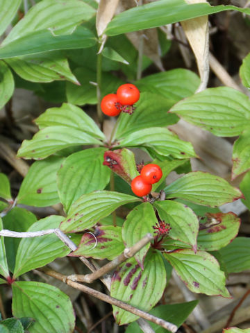 Chamaepericlymenum canadense