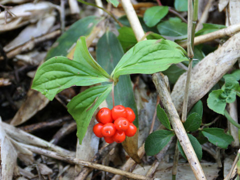 Chamaepericlymenum canadense